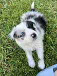 Border Collie FCi