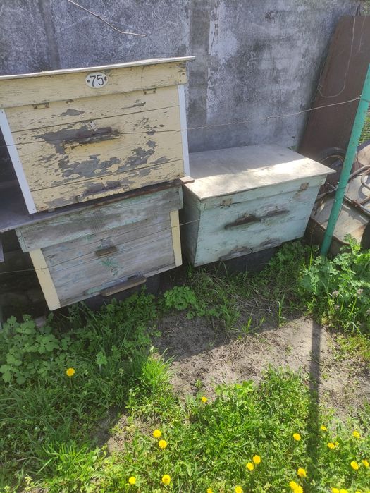 Вулики лижаки під 20-22р