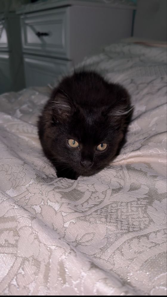 котик в хороші ручки