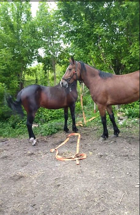 Продам молоду кобилу Нору