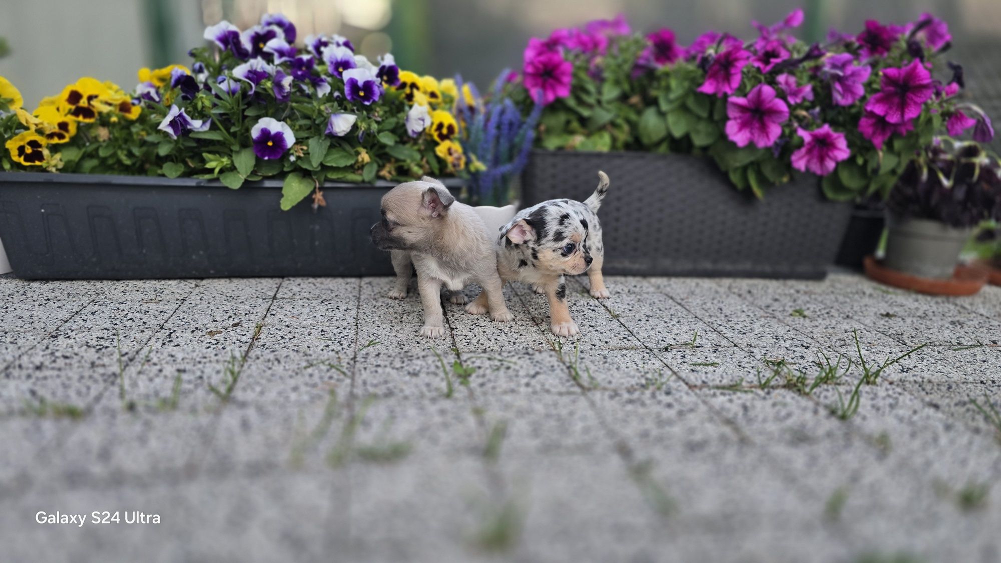 Chihuahua prześliczna suczka