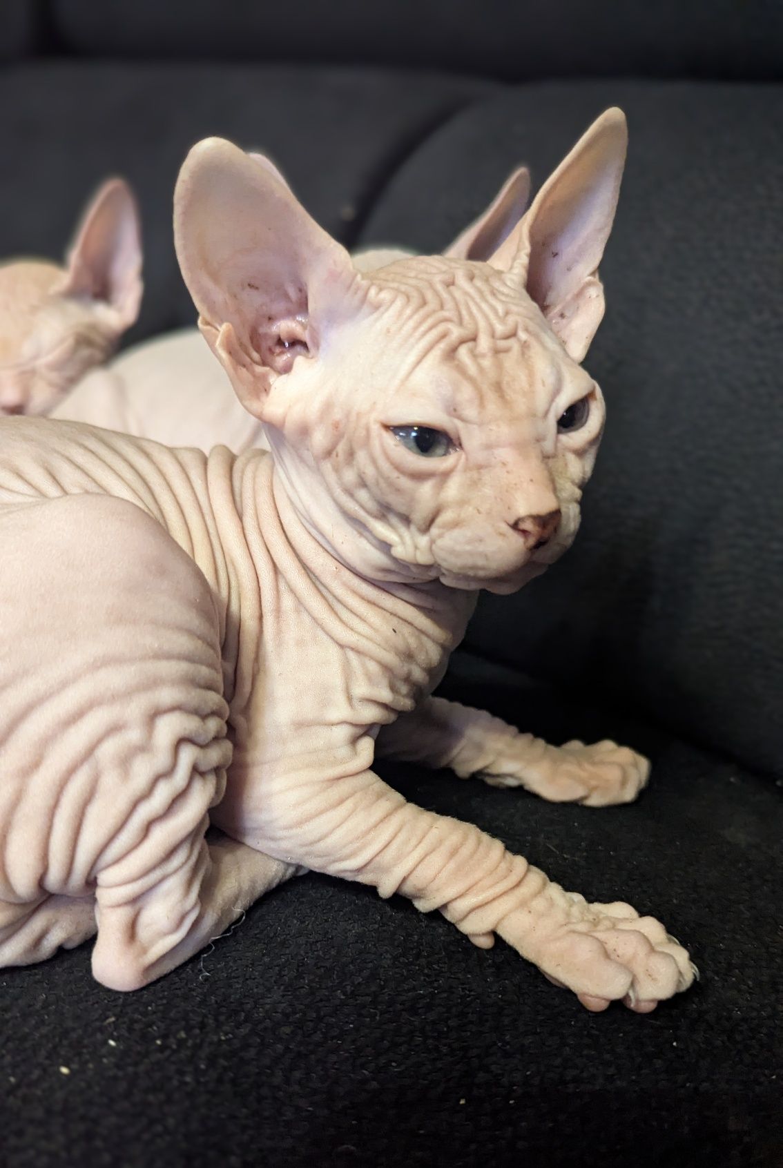 Sfinks Doński, Don Sphynx- kocurek Bubu