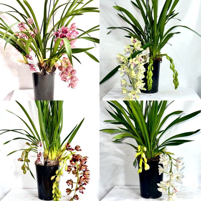 Продам орхідеі. Доставка по Украіні.