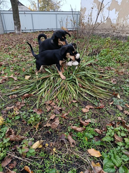 Віддам в хороші руки.