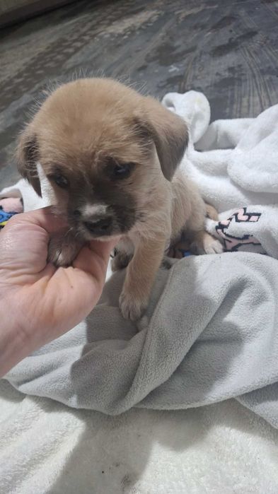 Oddam pieski po mamie mieszanki shihtzu