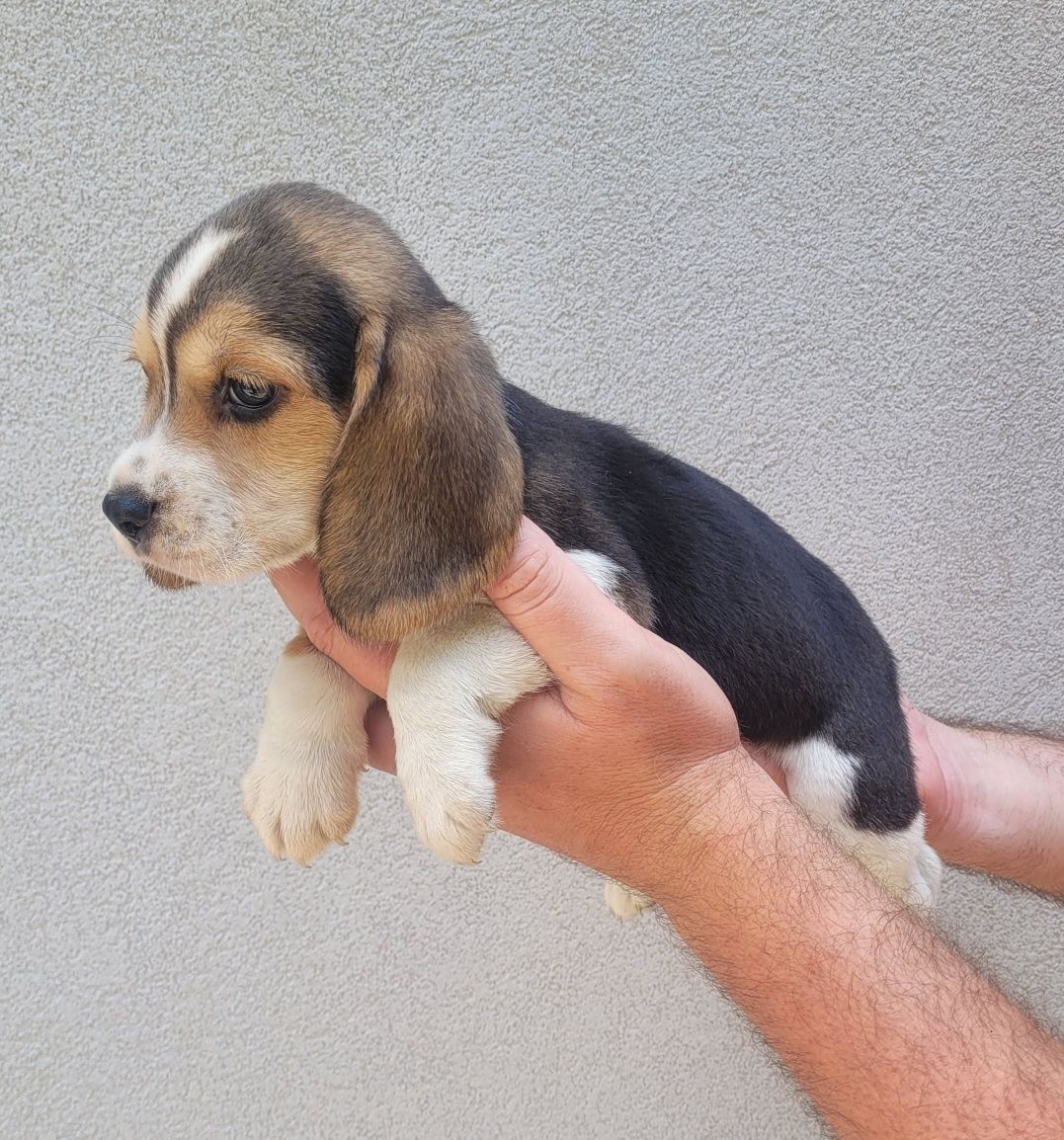 Macho beagle tricolor