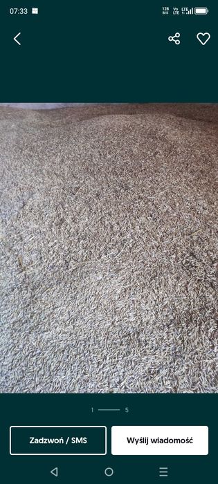 Żyto hybrydowe idealne na poplon