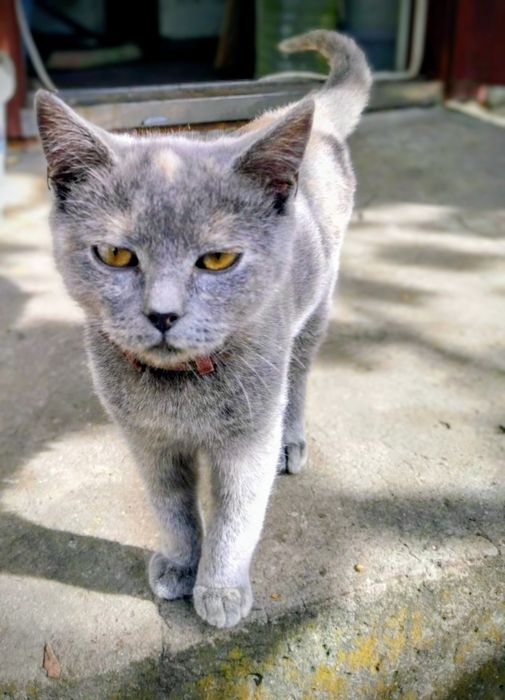 Кошеня в добрі руки