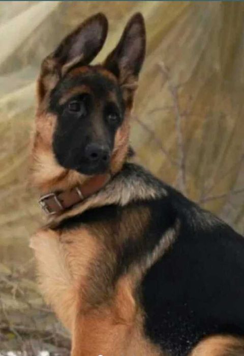 Щенки из питомника