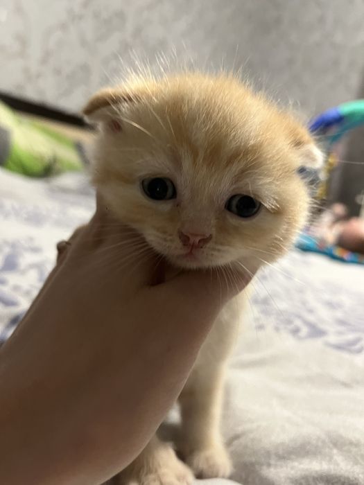 Кошенята півтора місяці