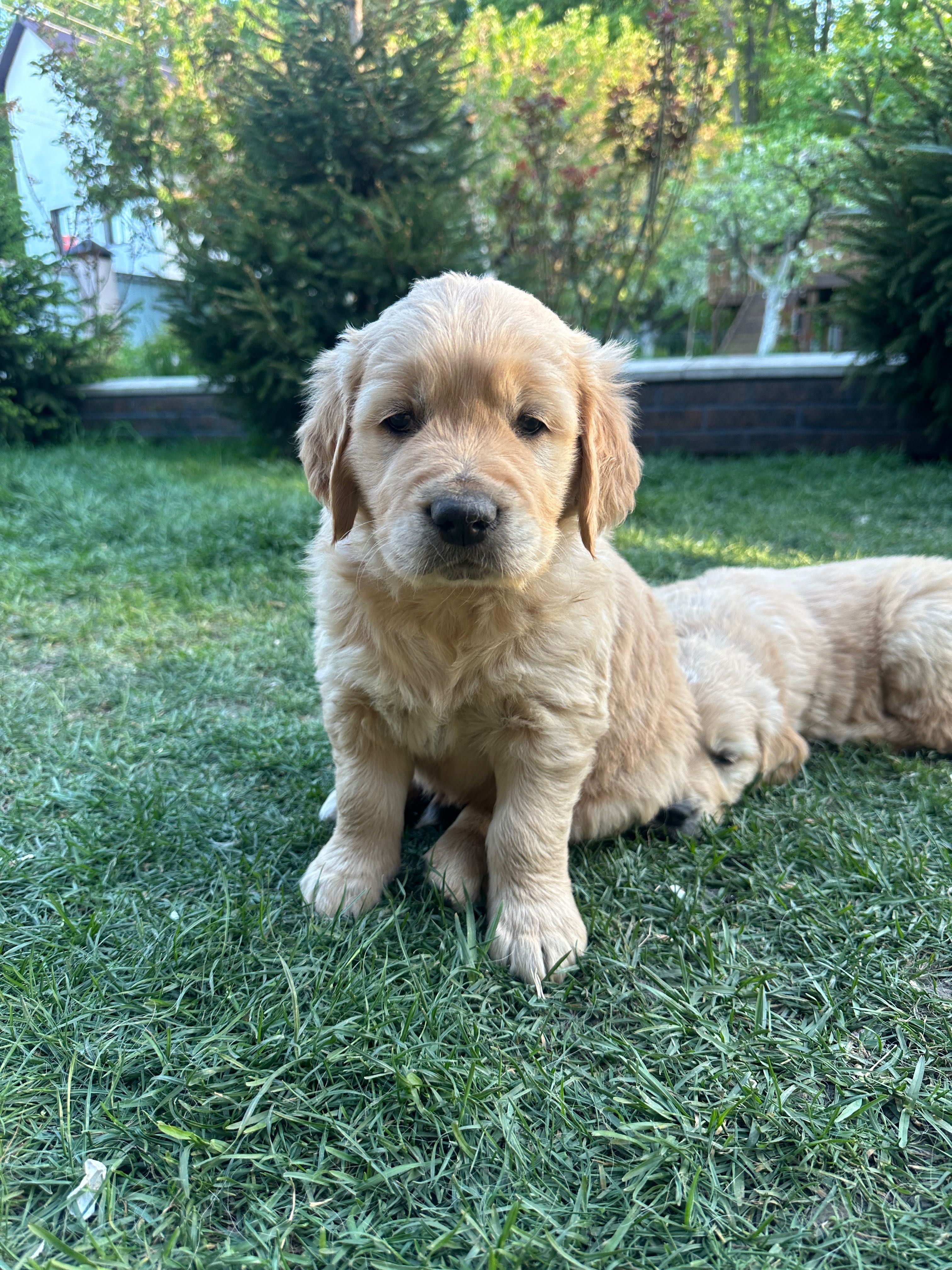 Продаються цуценята GOLDEN RETRIEVER