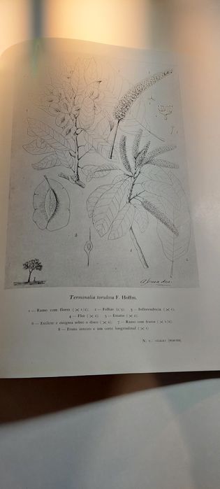 Dendrologia de Moçambique - António de Figueiredo Gomes e Sousa (1958)