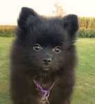 Szpic miniaturowy pomeranian czarny