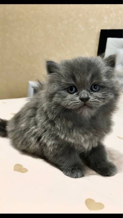 Котики породи scottish straight