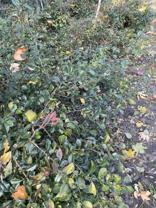 Owoce pigwowca japonskiego 5 kg