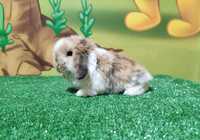 PIĘKNY Mini Lop kolor JASKINIOWIEC   królik baranek miniaturka teddy