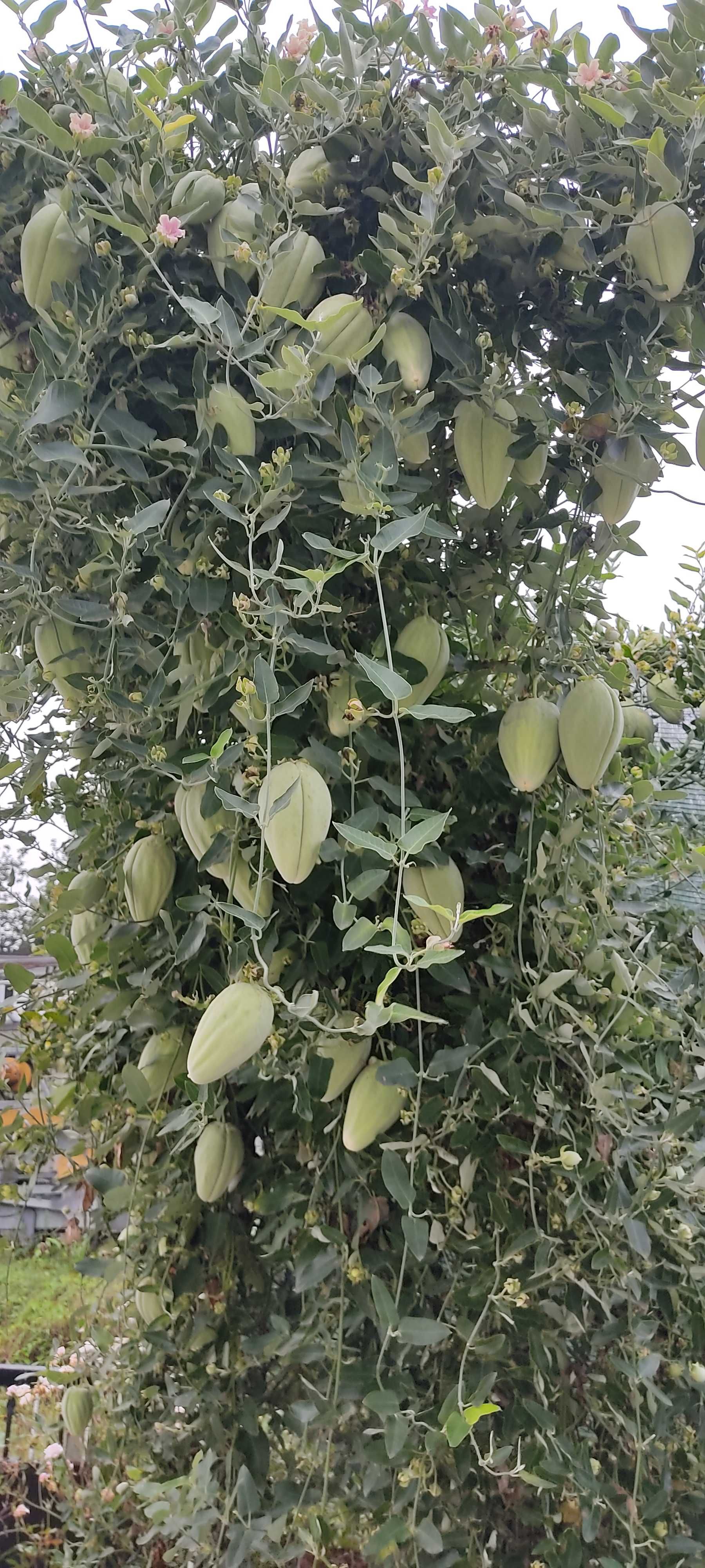 Chuchu do mato (planta)