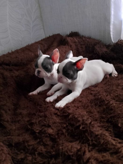 Дівчинка французського бульдога