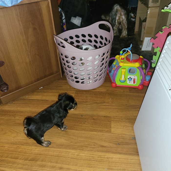 7500  Чудові цуценята йорки. Київ