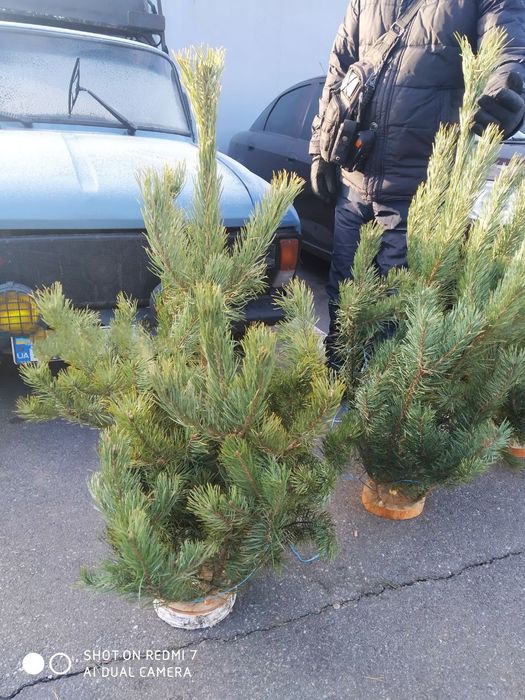 Новогодний экибан из сосны