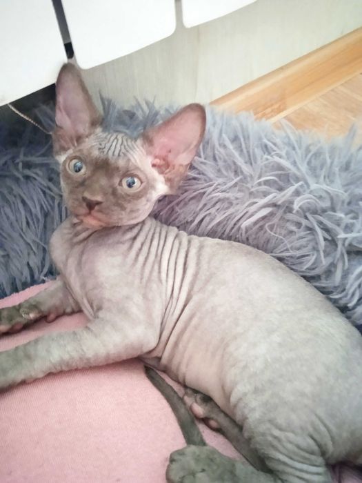 Двомісячна дівчинка, велюр