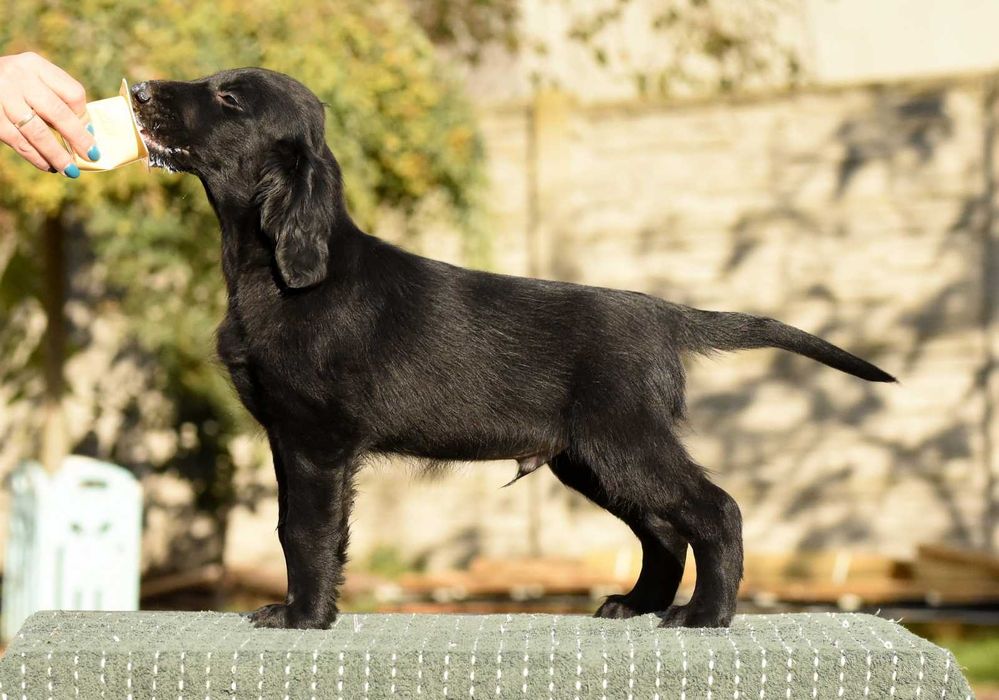 FLAT COATED RETRIEVER - czarny chłopczyk gotowy na nowy dom