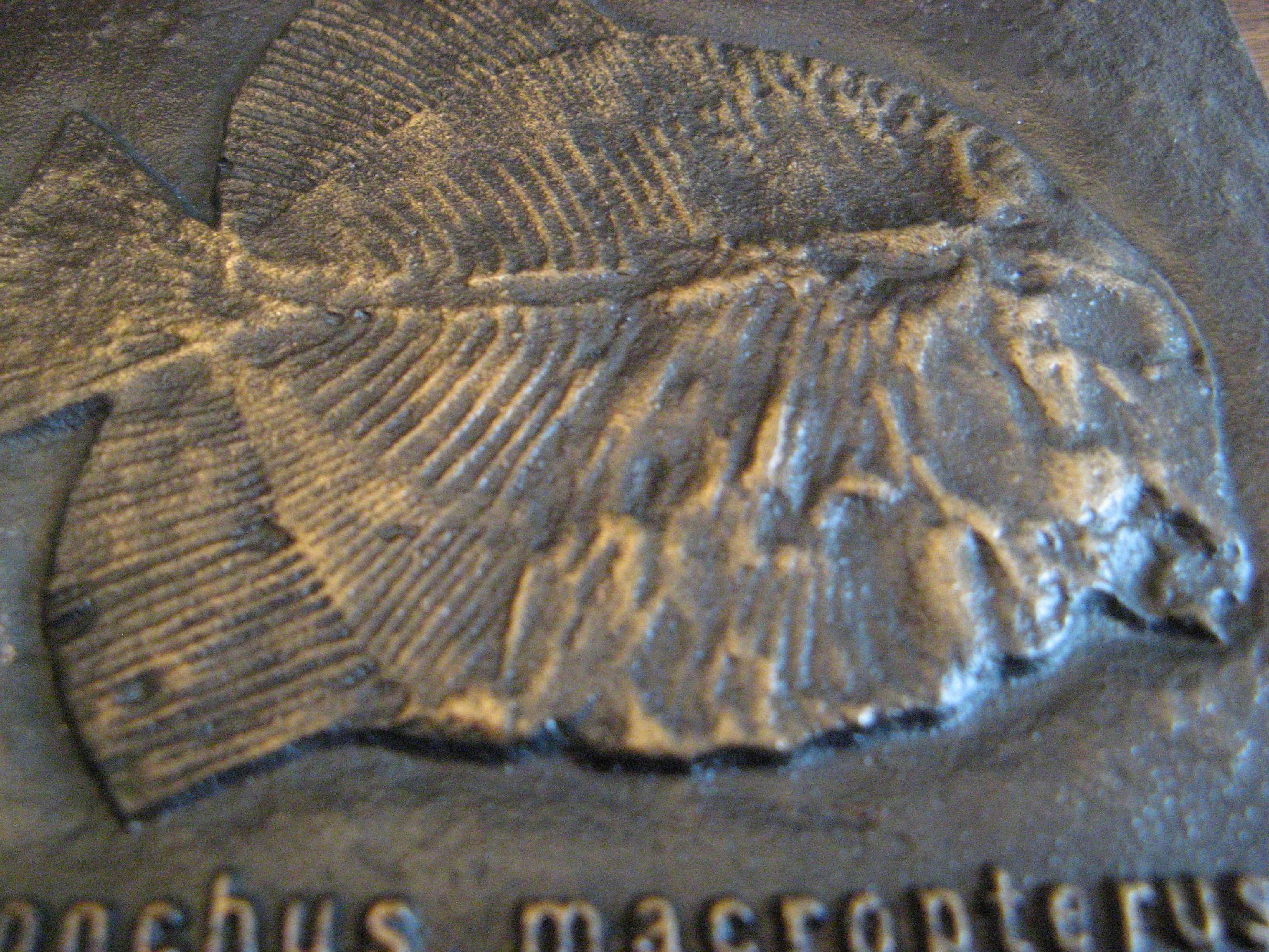 Metaloplastyka z brązu, prehistoryczna ryba, prestiżowy niem. wyrób