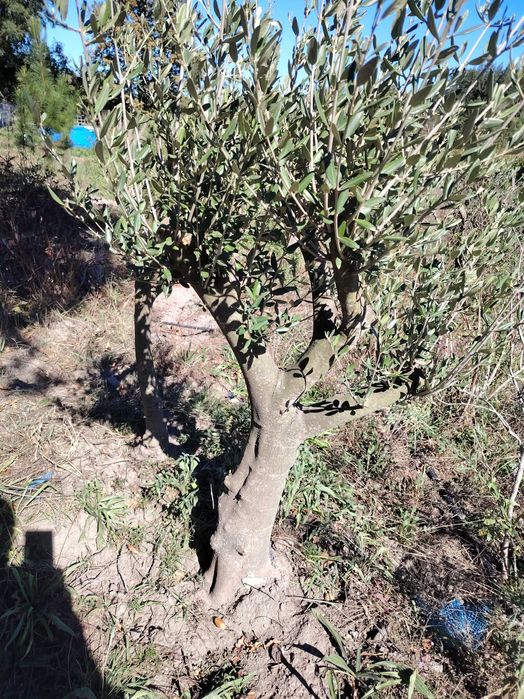 Oliveiras com alguns anos
