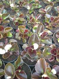 Begonia rabatowa, różne kolory - 10szt.