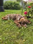 Cocker spaniel angielski suczka 9mcy