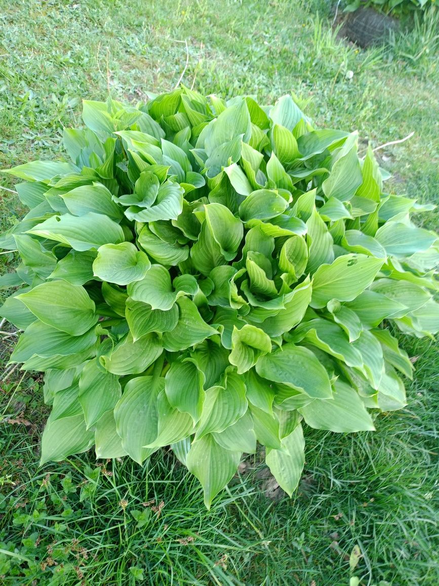 Funkia hosta zielona