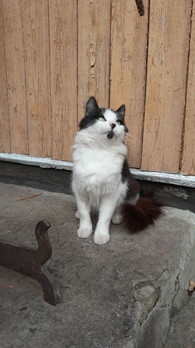 Віддам в добрі руки! Стерилізована, 9 місяців