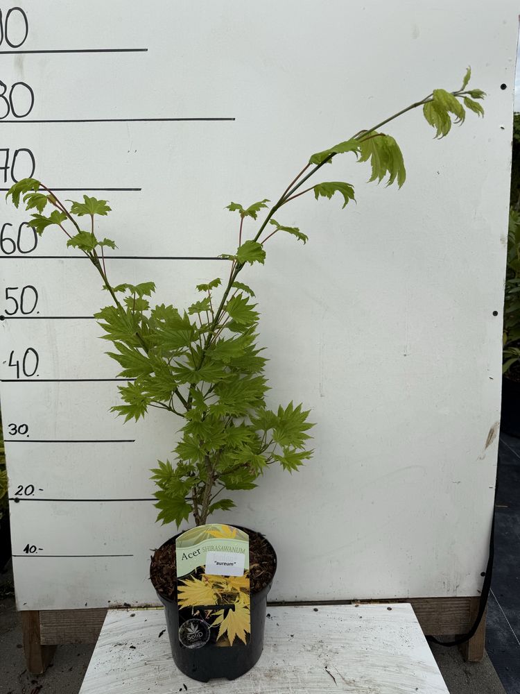 Klon palmowy shirashawy aureum