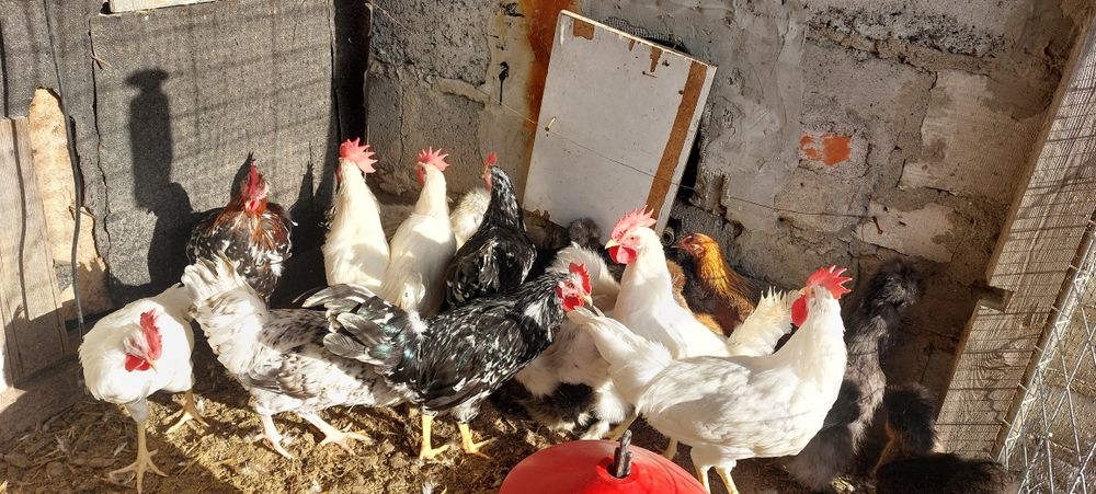 Leghorn, taczanka koguty