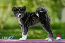 Akita inu japońska samiec ZKwP/FCI & AKIHO -rodz.badane importy Gdańsk