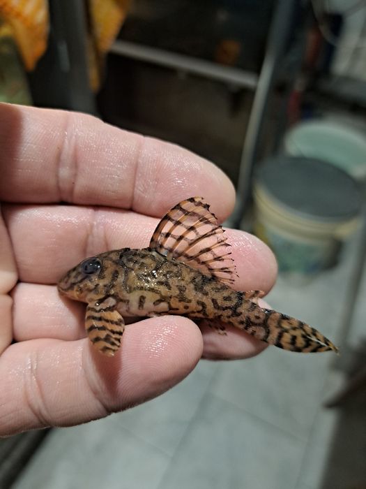 Zbrojnik L 236 super yellow