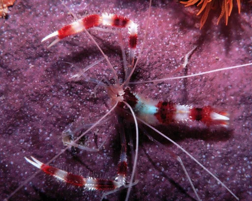 Akwarium morskie - Stenopus hispidus
