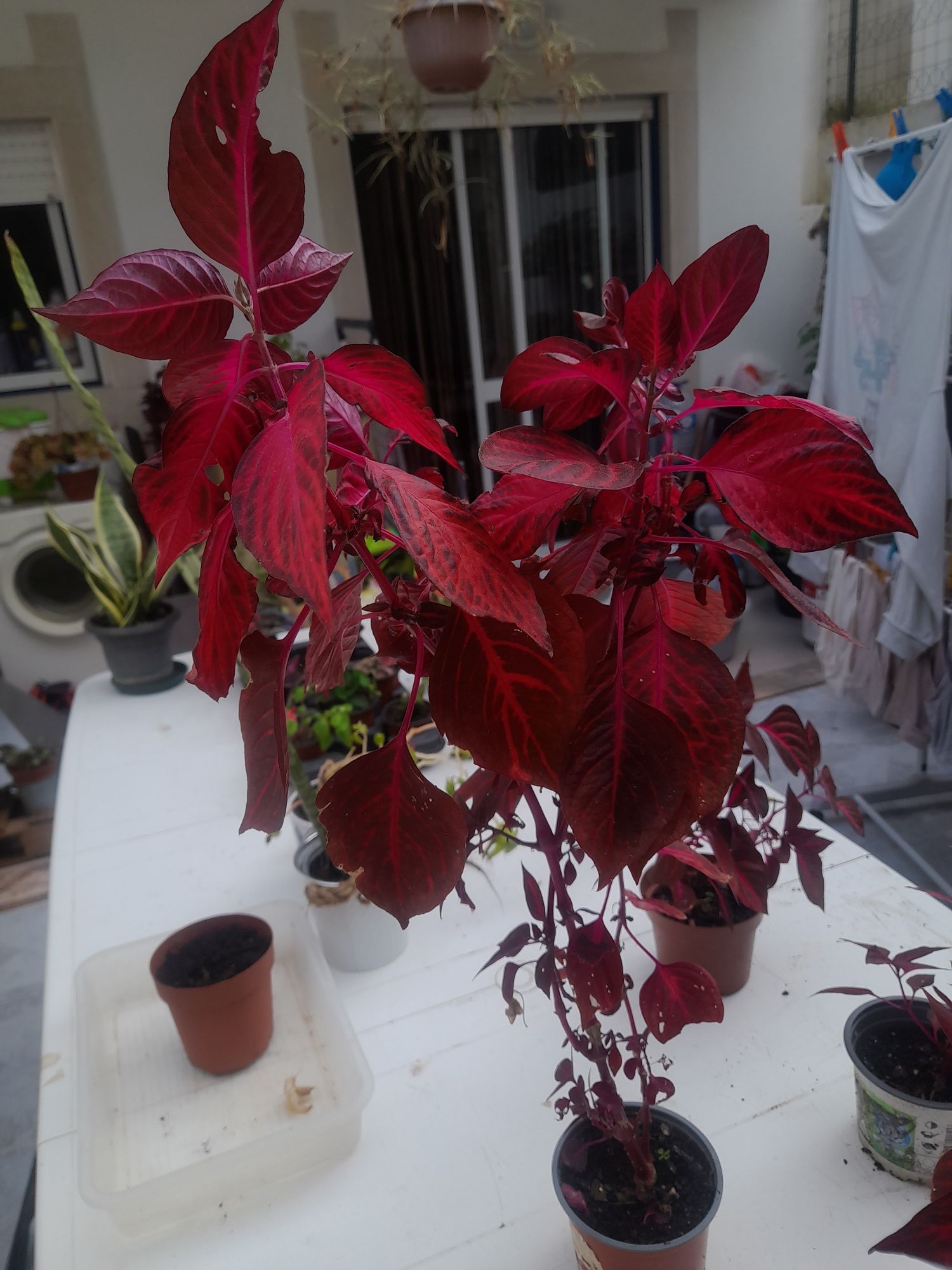 Planta lindíssima para venda.