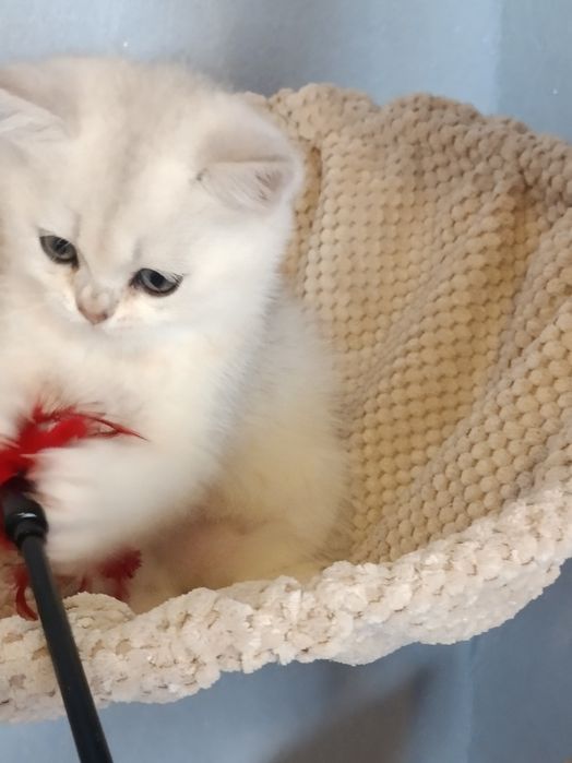 Потішні котусики вільні