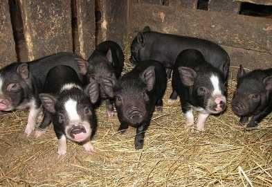 В'єтнамські поросята різного віку