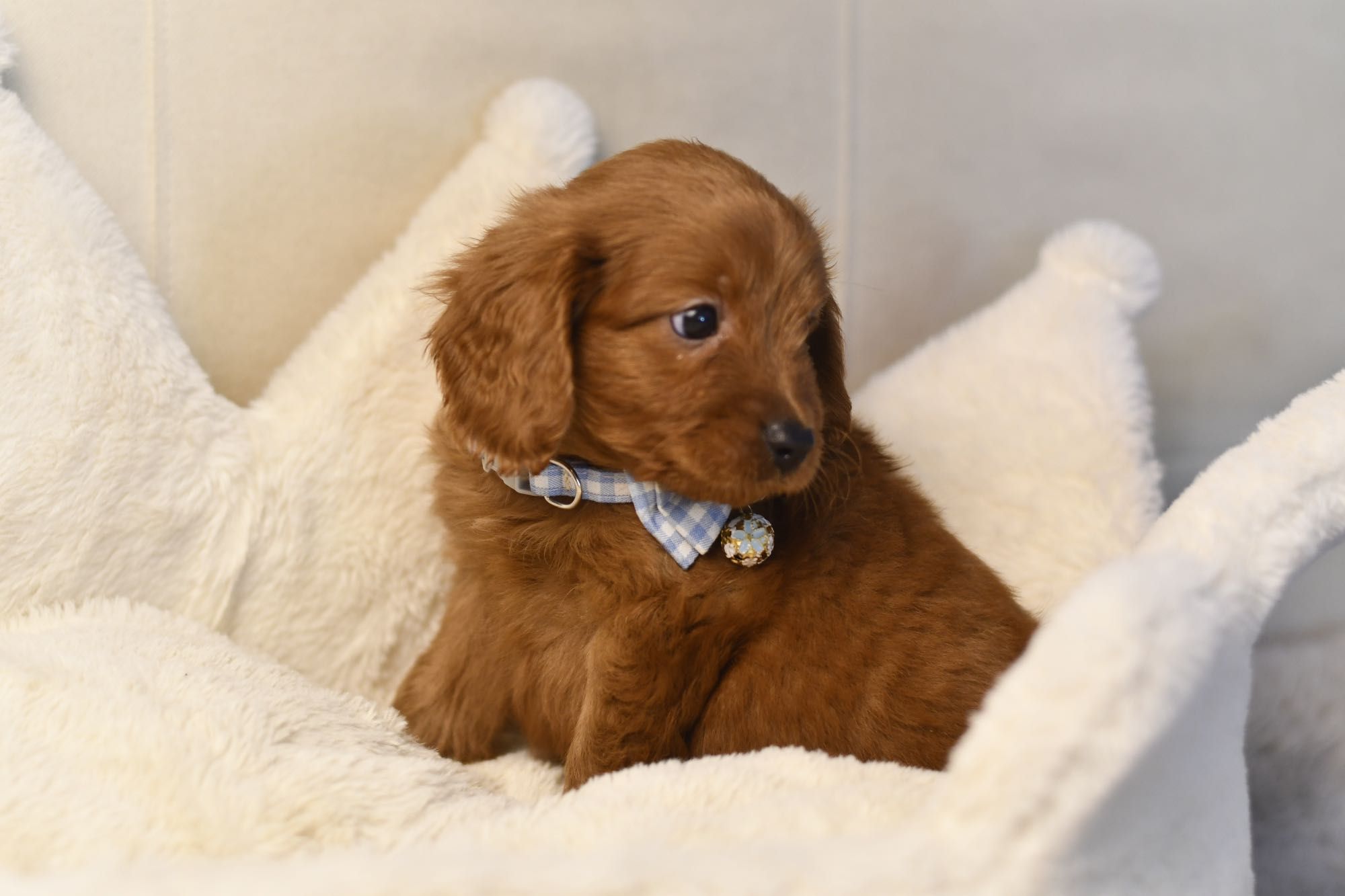 Cavapoo F1 RED BROWN wyjątkowy chłopiec gotowy do odbioru