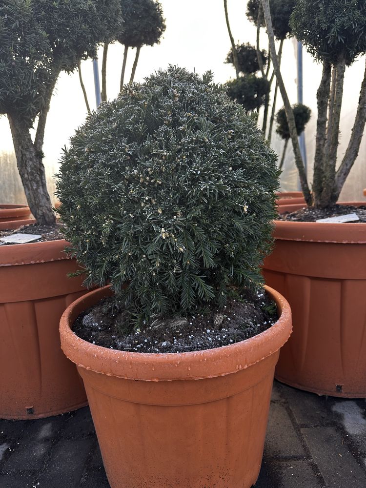 Cis kula XXL w donicy. Bonsai Niwaki sosna jałowiec szmaragd klon .