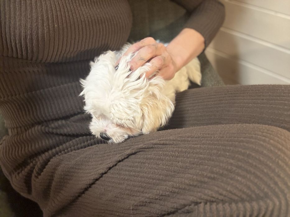 Maltańczyk pies chłopczyk 2 miesiace