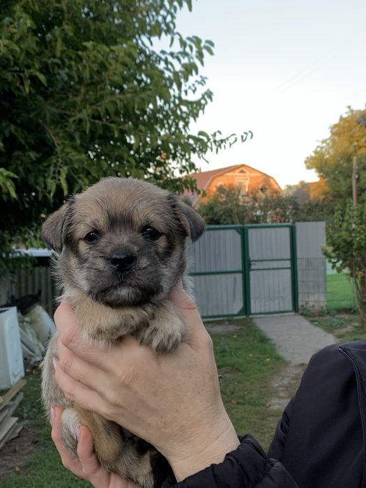 Відамо у гарну сімʼю цуциків