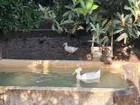 Patos pompom casal