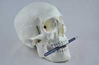 Анатомическая модель черепа человека людини пластик 3 части скелет