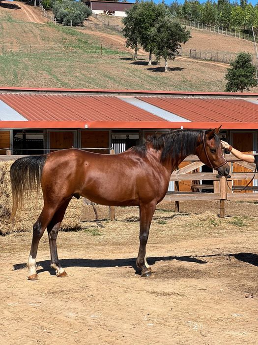 Elmikon, Garanhao, PSA 5 anos Castanho