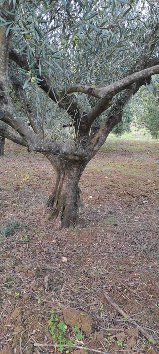 Oliveiras jardim ou lenha