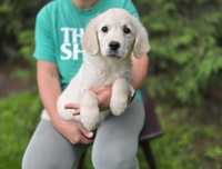 Golden retriever szczeniak Paszport !!!