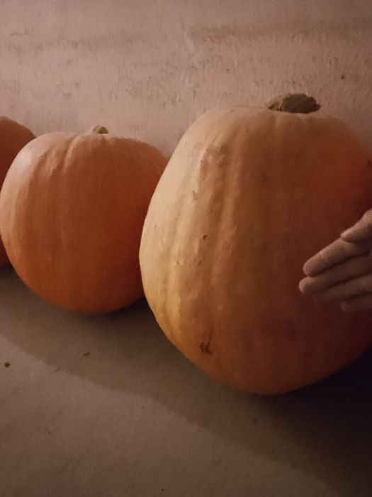 Promocja! Dynie bez nawozu i oprysku